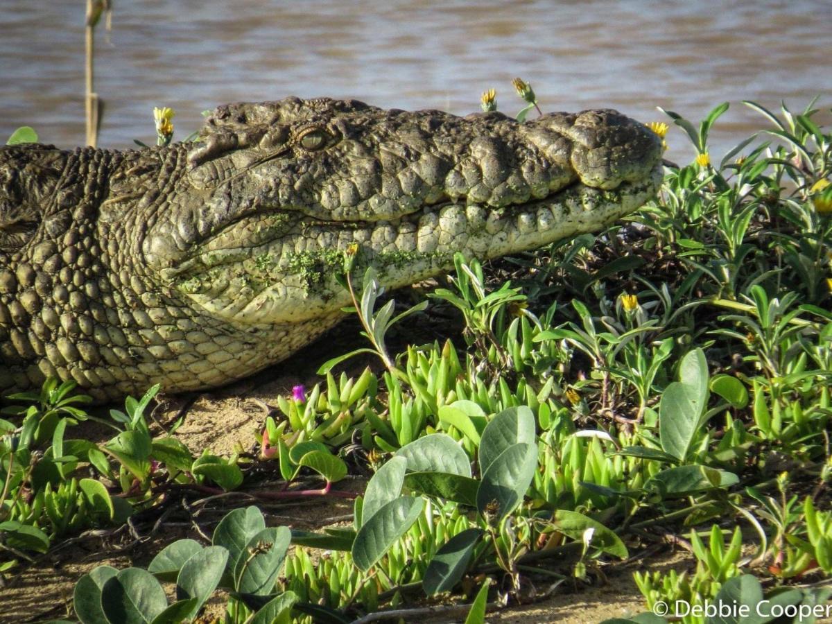 Ingwenya Lodge Saint Lucia Estuary Exterior foto